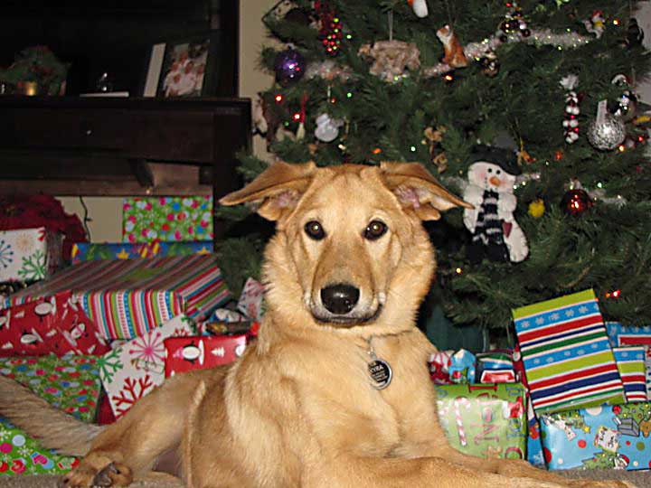 chinook dog