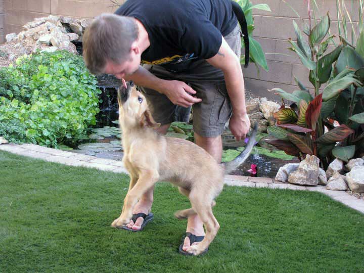 chinook dog