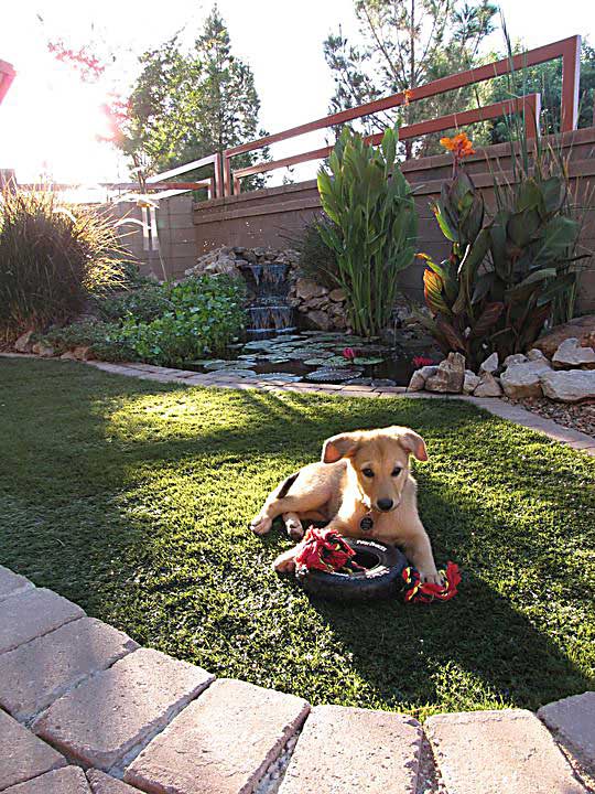 chinook dog