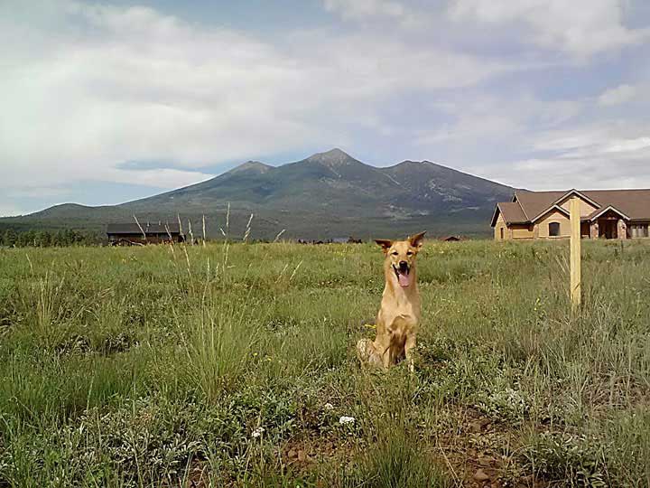 chinook dog