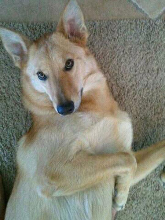 chinook dog