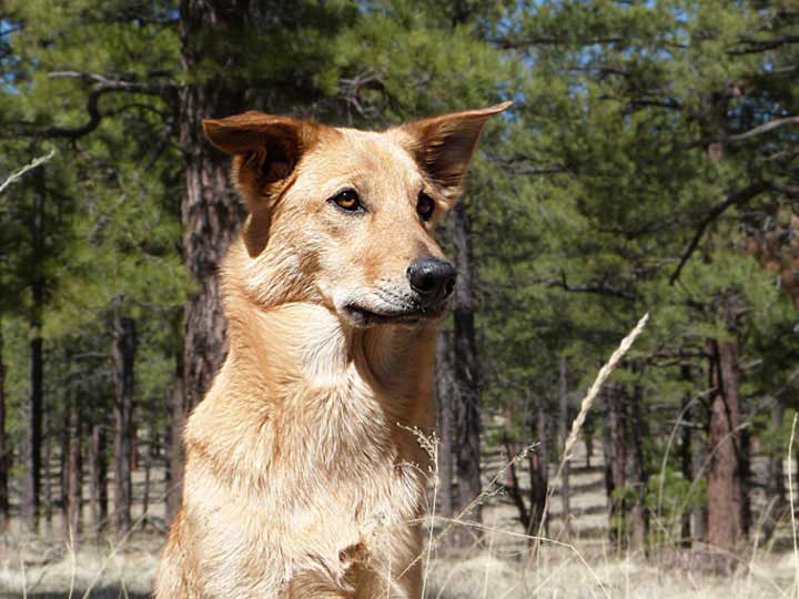 chinook dog