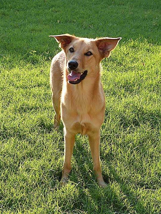 chinook dog
