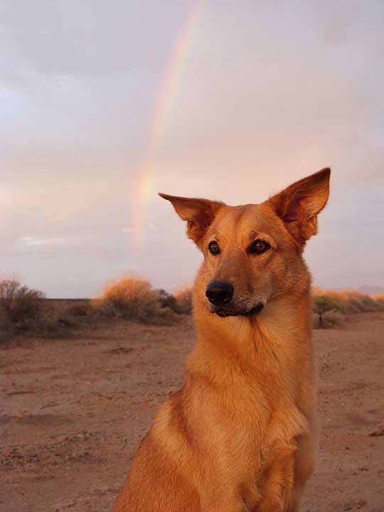 chinook dog